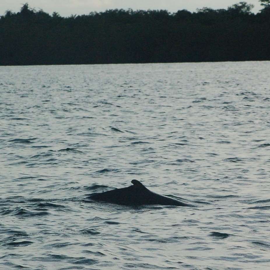 Orcaella brevirostris
