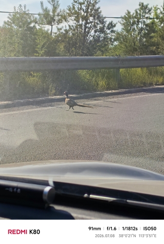 Ring-necked Pheasant