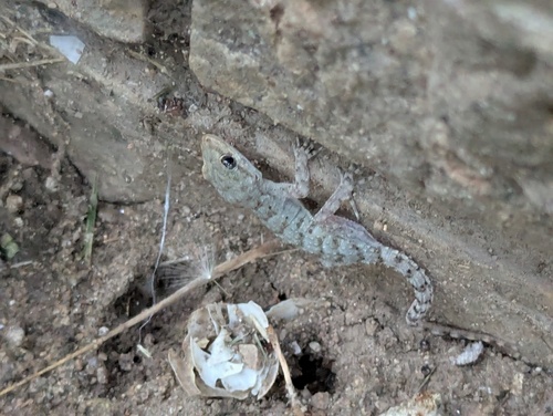 Kotschy's Gecko