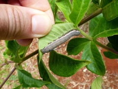 Isognathus allamandae