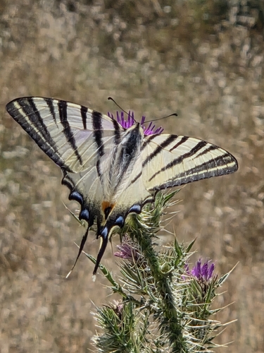 Scarce Swallowtail