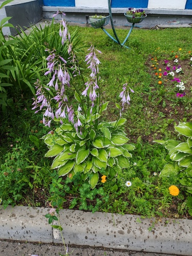Наблюдение на iNaturalist