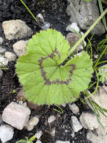 Long Storksbill
