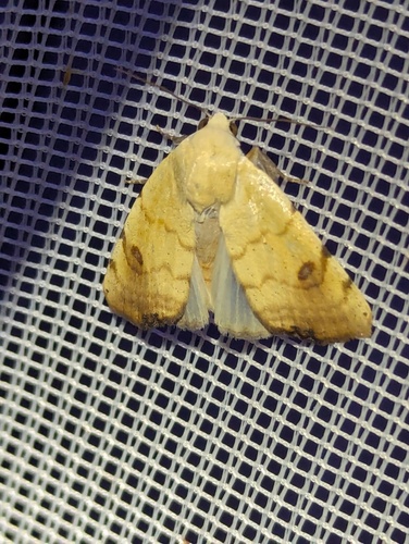 Cream Drab