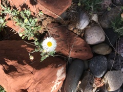 Erigeron flagellaris