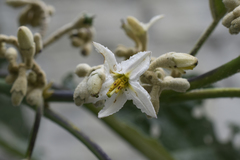 Solanum albidum