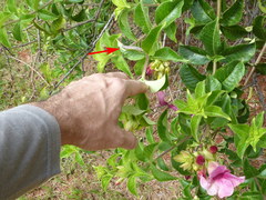 Isognathus allamandae