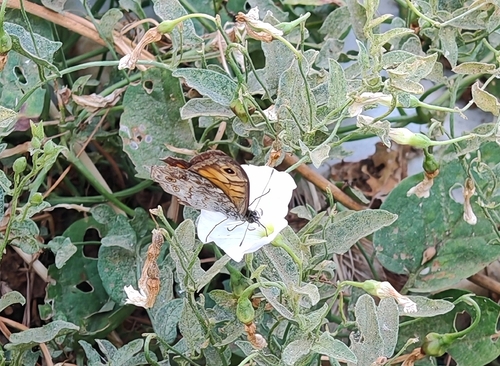 Wall Brown