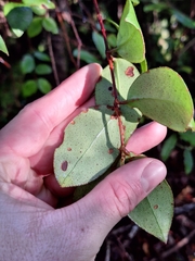 Metrosideros albiflora, photograph (c) Oscar Dove, some rights reserved (CC BY)