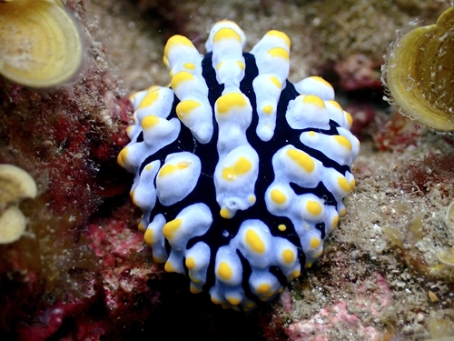 Varicose Wart Slug