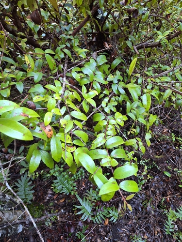 Metrosideros albiflora, photograph 4