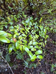 Metrosideros albiflora, photograph (c) Oscar Dove, some rights reserved (CC BY)