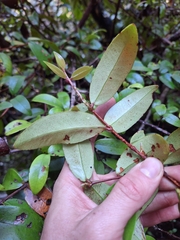 Metrosideros albiflora, photograph (c) Oscar Dove, some rights reserved (CC BY)