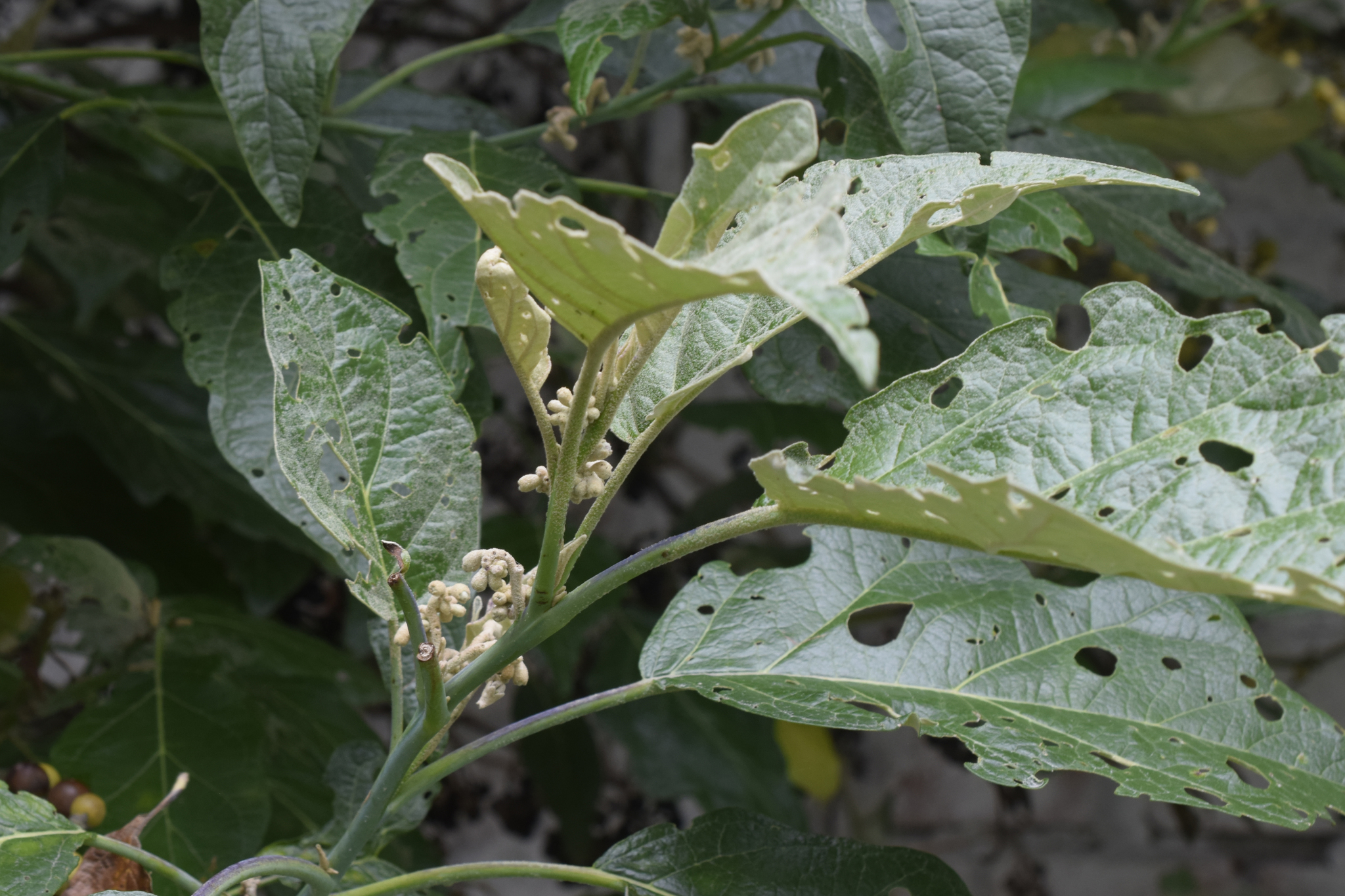 Solanum albidum image