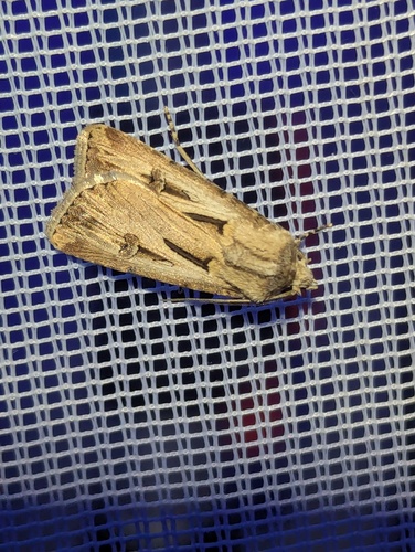 Gregson's Dart