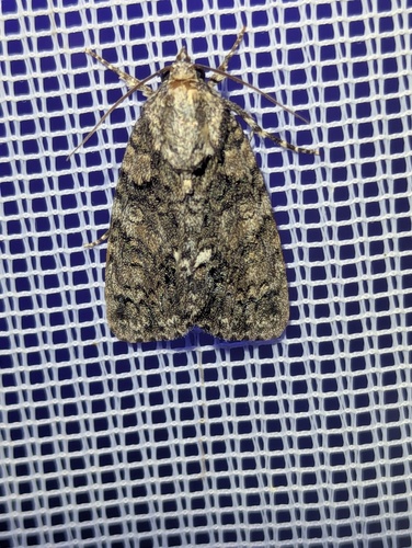 Knot Grass Moth