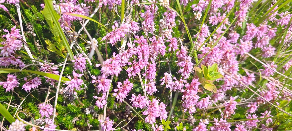 Erica spiculifolia; photograph author not stated, no rights reserved