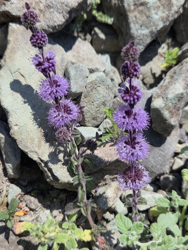 Pennyroyal