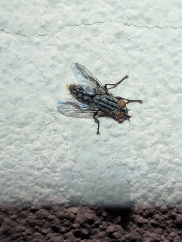Common Flesh Flies