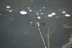 Pachydiplax longipennis
