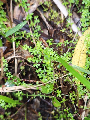 Galium propinquum observed 2026-07-08