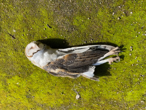 Eastern Barn Owl