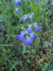 Collinsia multicolor