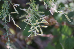 Genista florida, photograph (c) Jose Castro, some rights reserved (CC BY)