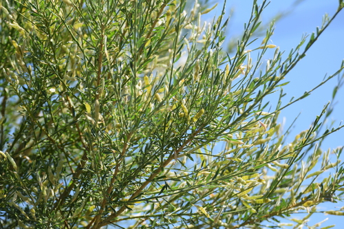 Genista florida, photograph 6