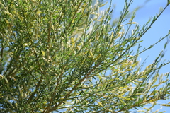 Genista florida, photograph (c) Jose Castro, some rights reserved (CC BY)