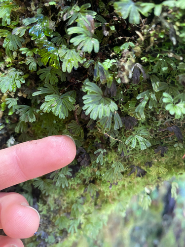 Hymenophyllum lyallii observed 2026-07-08