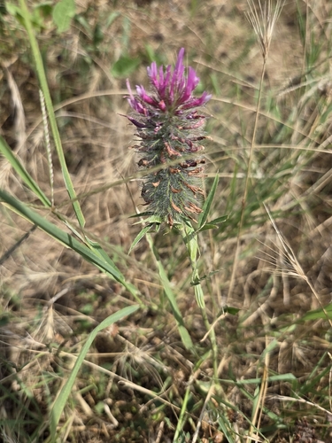 Purple Clover