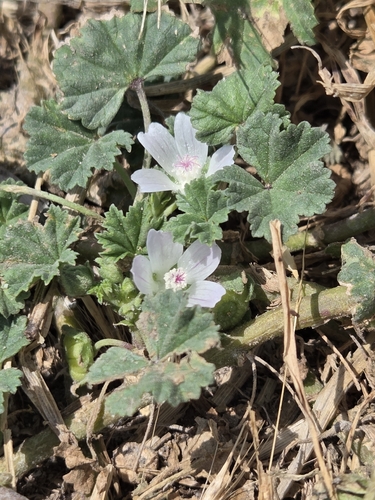 dwarf mallow