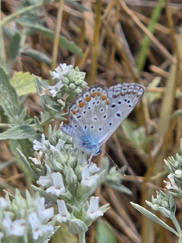 Common Blue