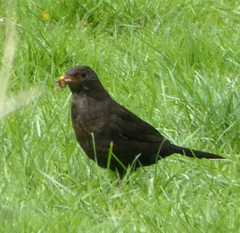 Turdus merula
