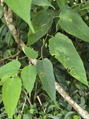 Broussonetia monoica, photograph (c) 賴碧珠, some rights reserved (CC BY)