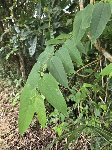 Broussonetia monoica, photograph 6