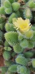 Delosperma echinatum