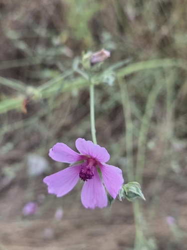 Hemp-leaved Mallow
