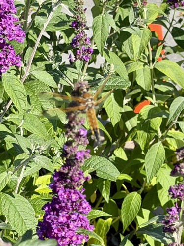 Four-spotted Skimmer