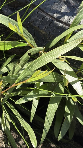 Longleaf Wattle