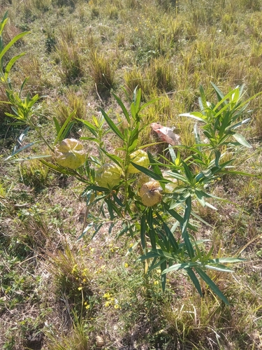balloonplant