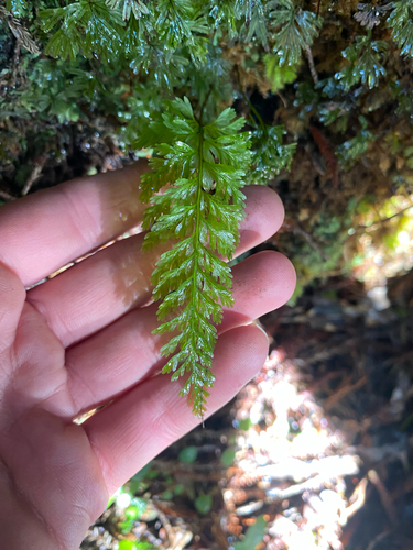 Abrodictyum strictum observed 2026-07-08