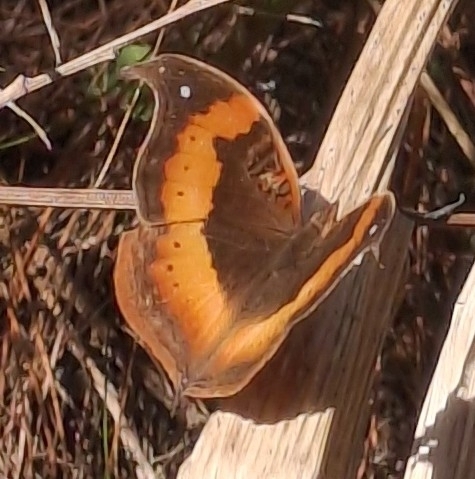 Dry-leaf Commodore