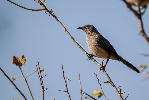 Arrow-marked Babbler
