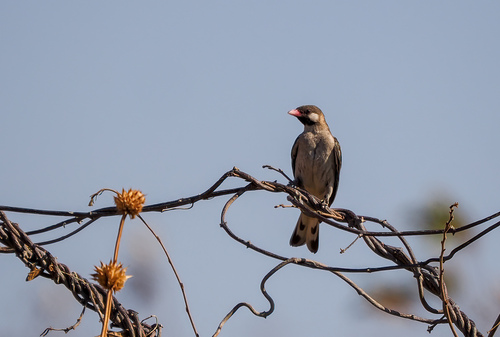 Greater Honeyguide