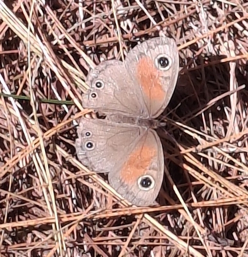 Rainforest Dancing Brown