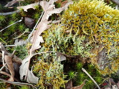 Cladonia crispata
