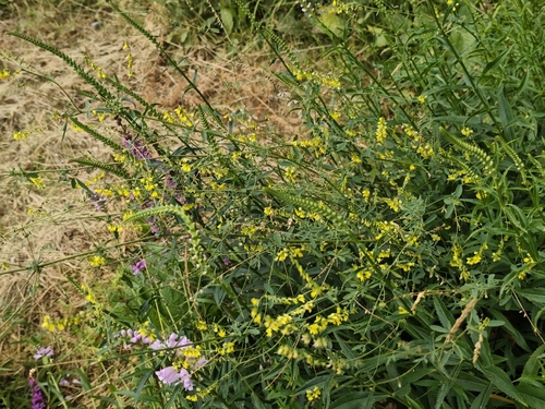 Yellow Sweetclover