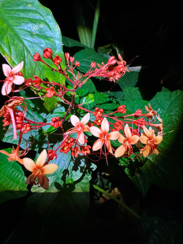 Clerodendrum paniculatum